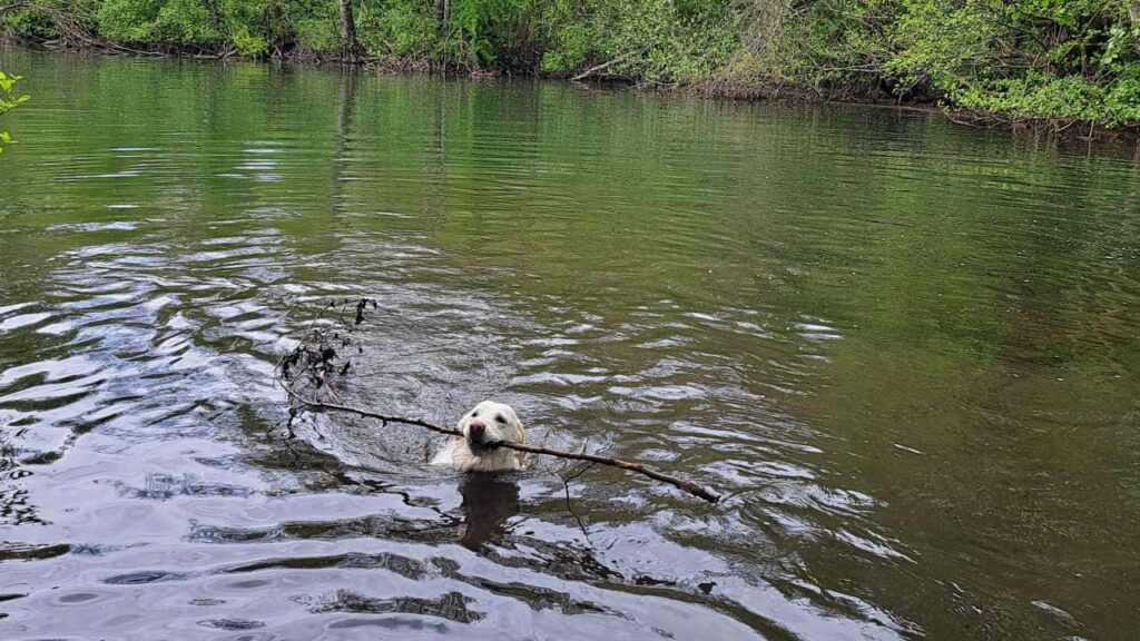 lors de notre promenade de chiens à Orvanne, Utah et Mila luttent pour le même bâton -5