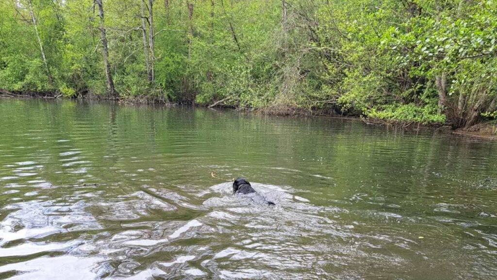 belles rencontres entre potes canins à Moret Loing et Orvanne, ma Prune plonge sur le bâton -1