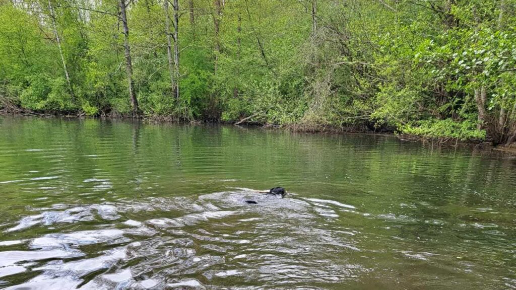 belle rencontre entre potes ,lors de notre promenade de chiens à Orvanne, ma Prune plonge sur le bâton -2