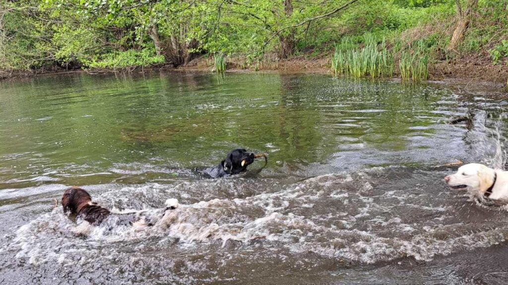 belle rencontre entre potes ,lors de notre promenade de chiens à Orvanne,ma Prune plonge sur le bâton -3