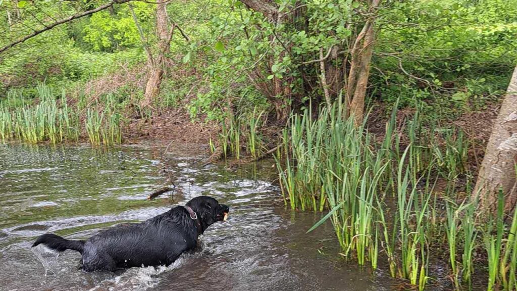 belles rencontres entre potes canins à Moret Loing et Orvanne, ma Prune plonge sur le bâton -5 echec d Utah