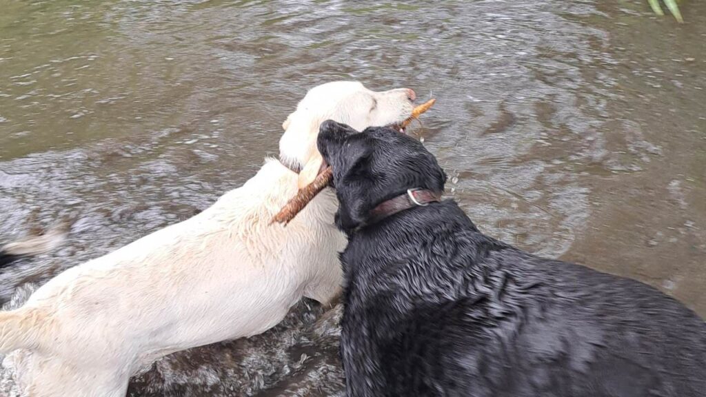 belle rencontre entre potes ,lors de notre promenade de chiens à Orvanne, Utah va chercher le bâton- 4 embuscade de Prune