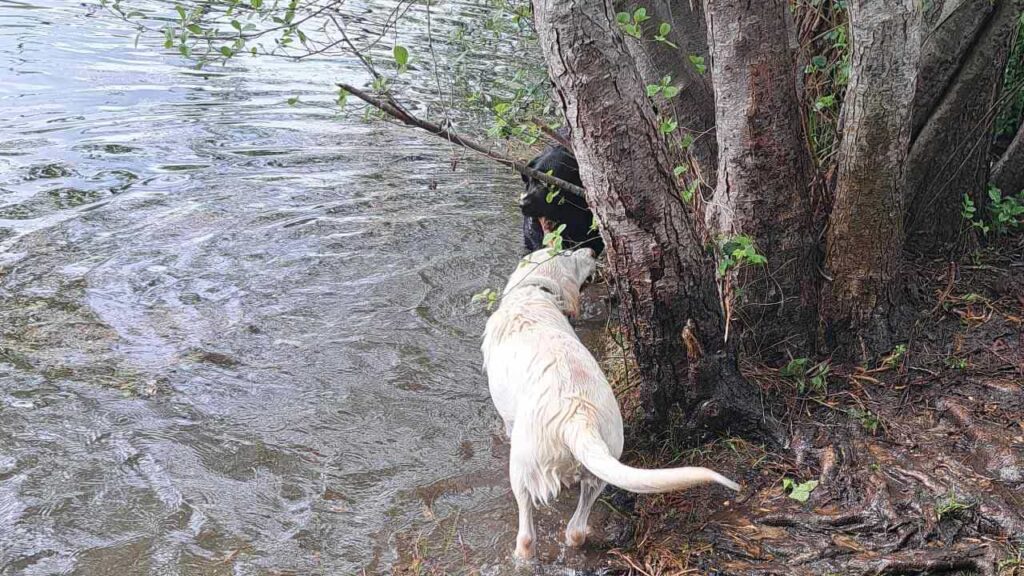 belles rencontres entre potes canins à Moret Loing et Orvanne, Utah va chercher le bâton- 5 embuscade de Prune