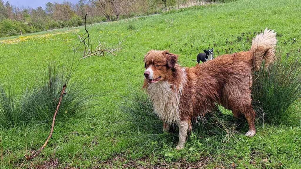 lors de notre promenade de chiens à Orvanne, Utah va chercher le bâton- 6 embuscade de Prune sous l'oeil de Sammy