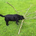 Promenade inoubliable entre potes – chiens au mois de mai