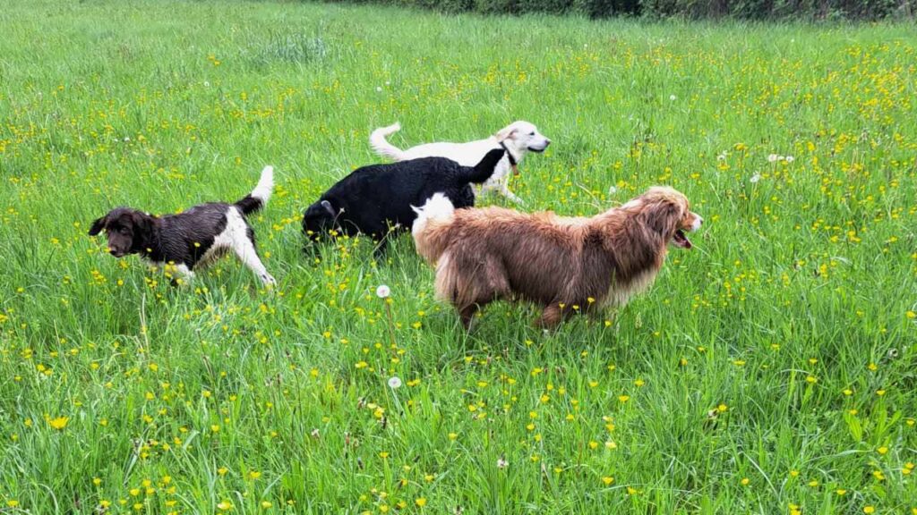 belles rencontres entre potes canins à Moret Loing et Orvanne, jeu de groupe -1