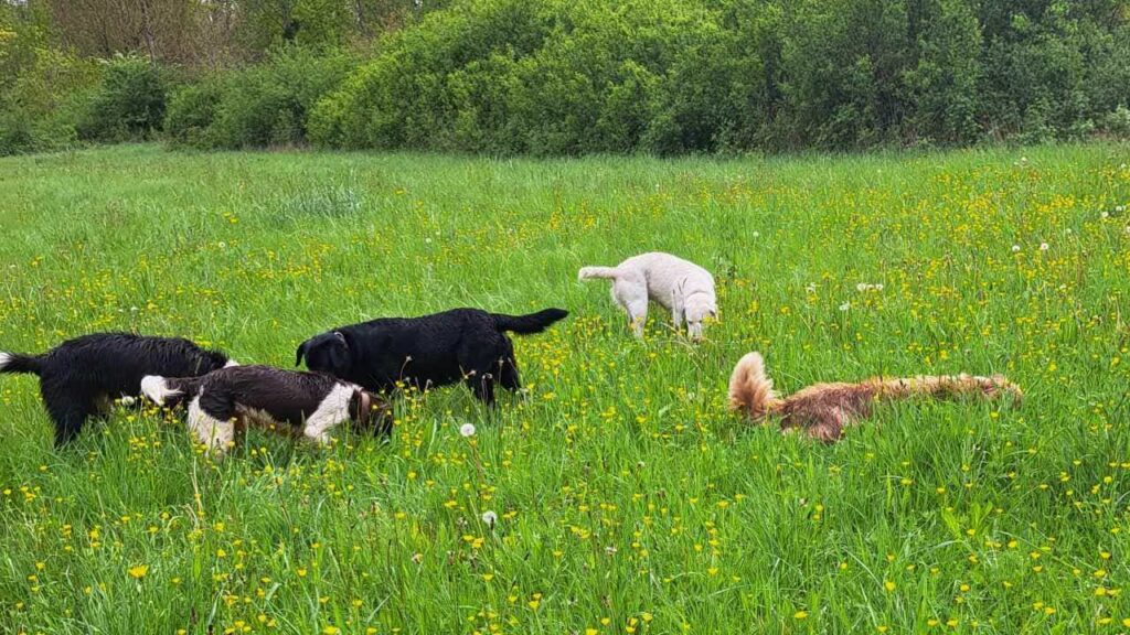 lors de notre promenade de chiens à Orvanne, jeu de groupe -2