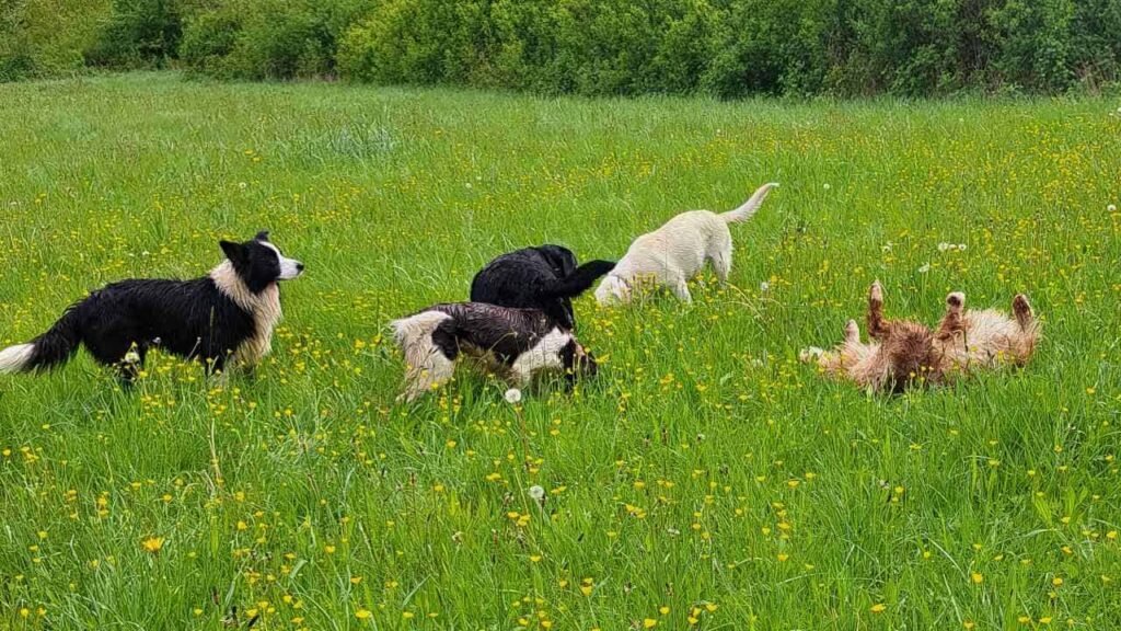 belle rencontre entre potes ,lors de notre promenade de chiens à Orvanne, jeu de groupe -3