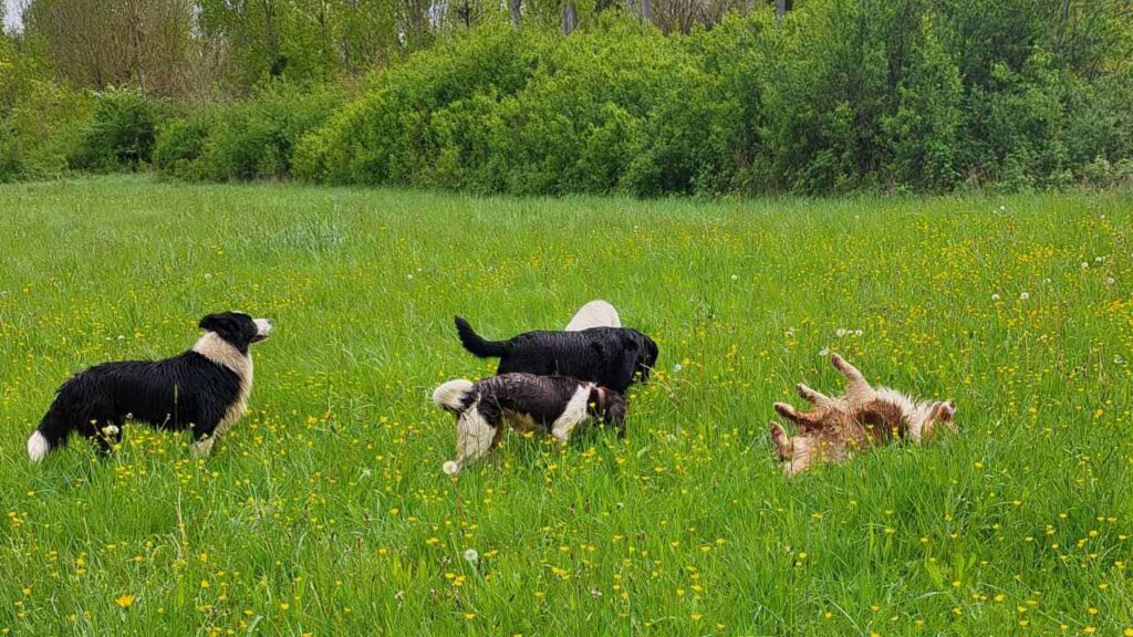 lors de notre promenade de chiens à Orvanne, jeu de groupe -4