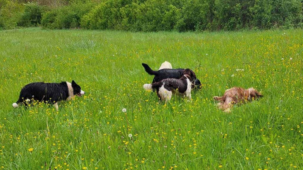 belles rencontres entre potes canins à Moret Loing et Orvanne, jeu de groupe -5