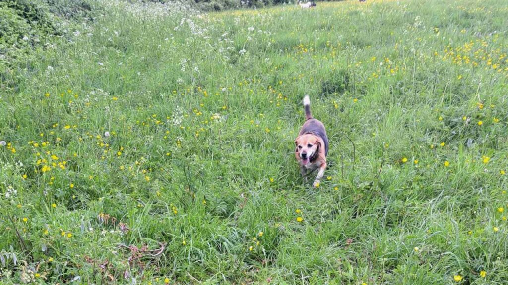 belles rencontres entre potes canins à Moret Loing et Orvanne, mais où va Ina si vite avec plaisir -0