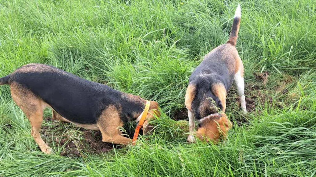 lors de notre promenade de chiens à Orvanne, Ina creuse, Riven l'accompagne -1