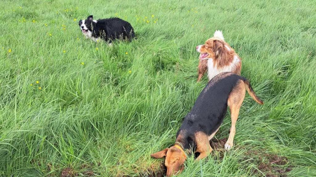 lors de notre promenade de chiens à Orvanne, Riven creuse , Sammy l'accompagne un peu - 5