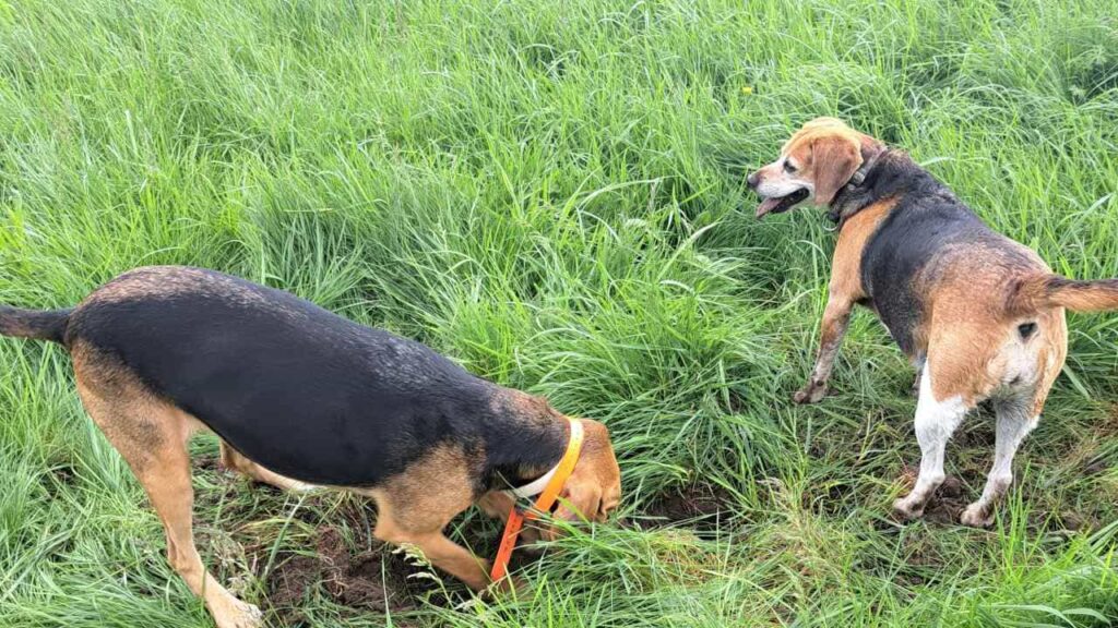 belle rencontre entre potes ,lors de notre promenade de chiens à Orvanne, Ina creuse, Riven l'accompagne -2