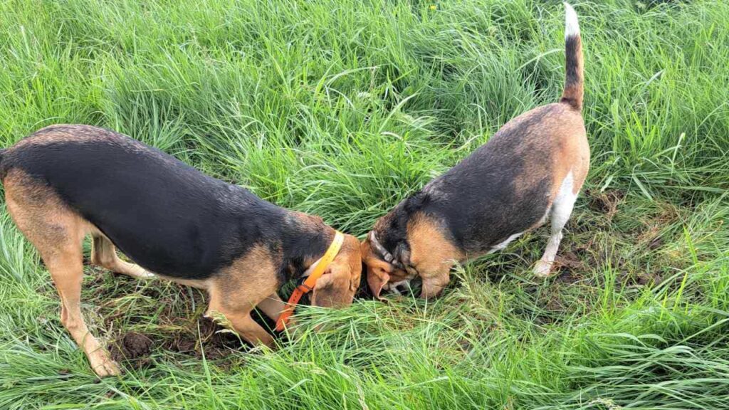 belles rencontres entre potes canins à Moret Loing et Orvanne, Ina creuse, Riven l'accompagne -3