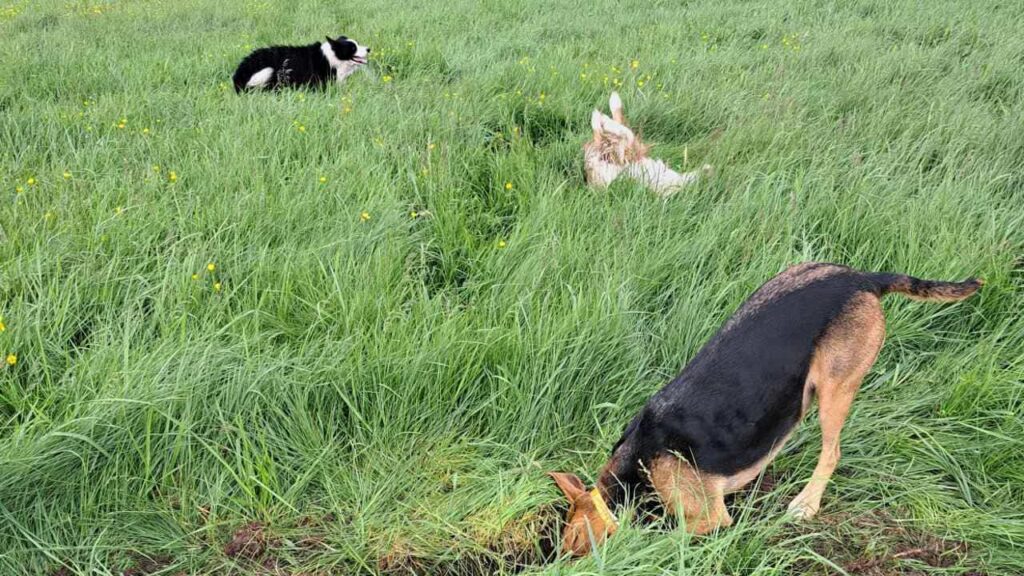 belle rencontre entre potes ,lors de notre promenade de chiens à Orvanne, Riven creuse , Sammy l'accompagne un peu - 1