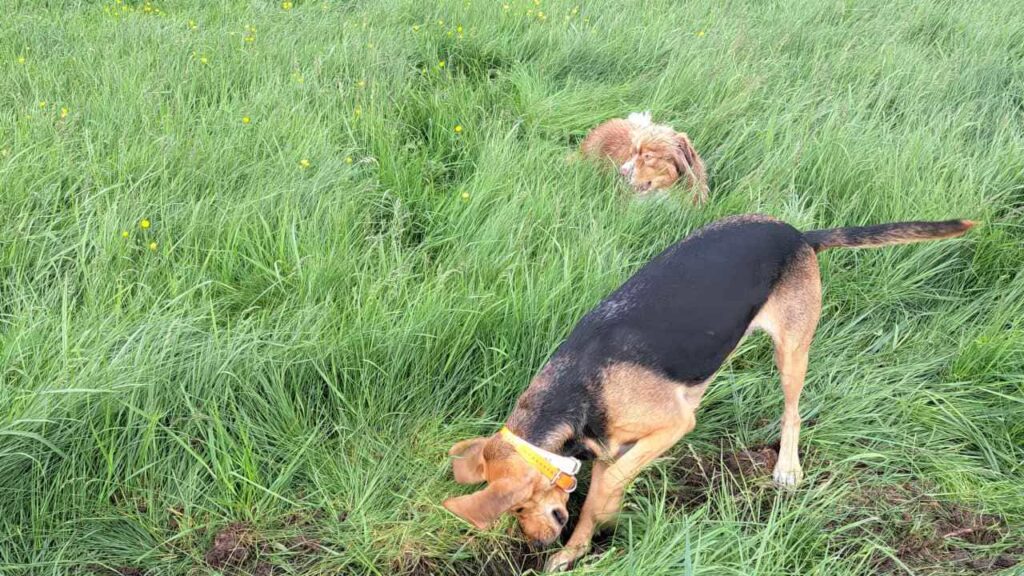 lors de notre promenade de chiens à Orvanne, Riven creuse , Sammy l'accompagne un peu - 2