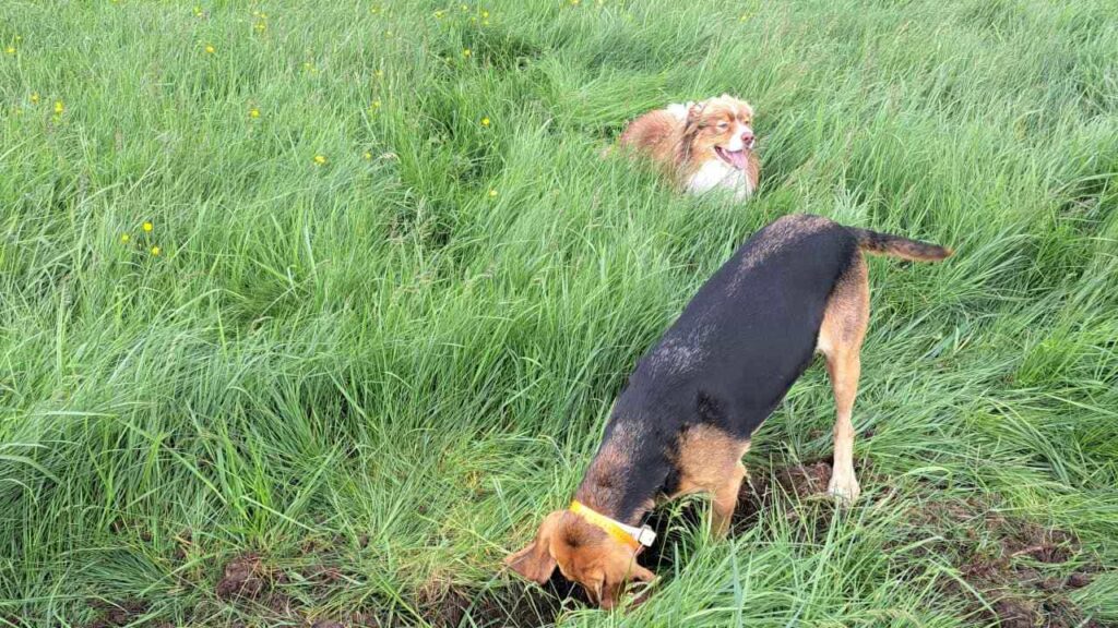 belles rencontres entre potes canins à Moret Loing et Orvanne, Riven creuse , Sammy l'accompagne un peu - 3