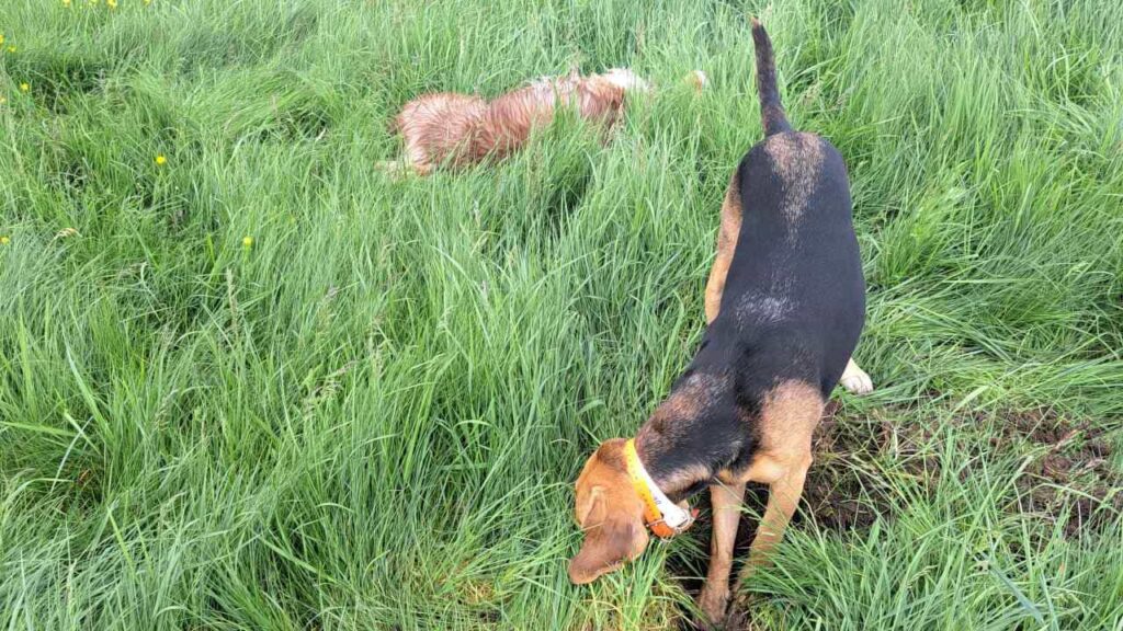 belles rencontres entre potes ,lors de notre promenade de chiens à Orvanne, Riven creuse , Sammy l'accompagne un peu - 4