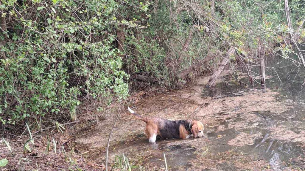 belles rencontres entre potes ,lors de notre promenade de chiens à Orvanne, Ina se dirige vers l'eau de l'étang -9