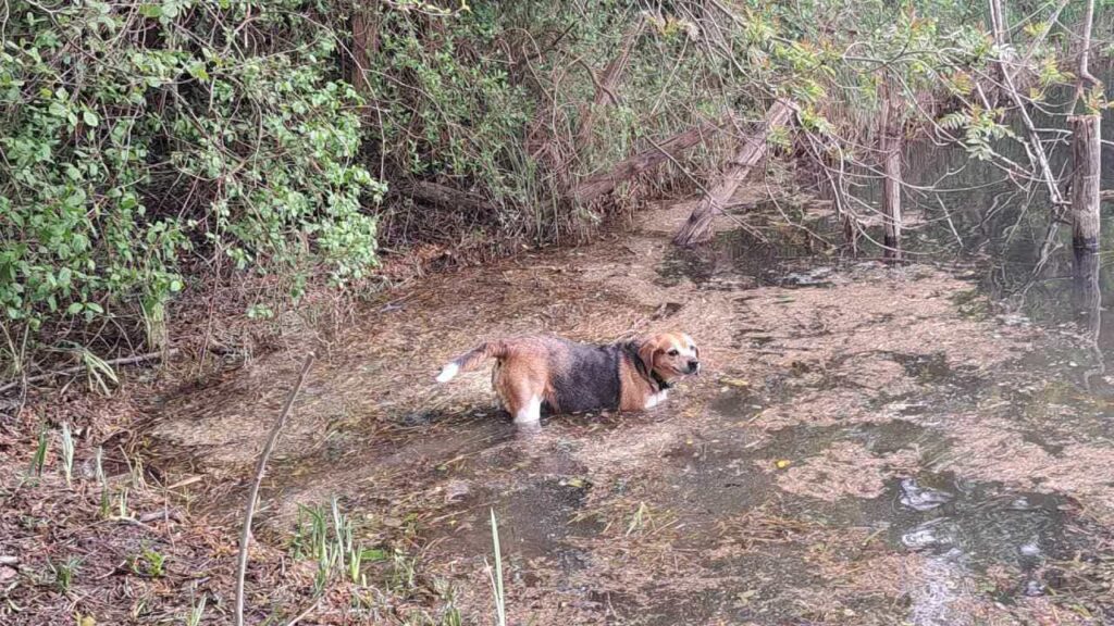 lors de notre promenade de chiens à Orvanne, Ina se dirige vers l'eau de l'étang -10 l'air satisfait