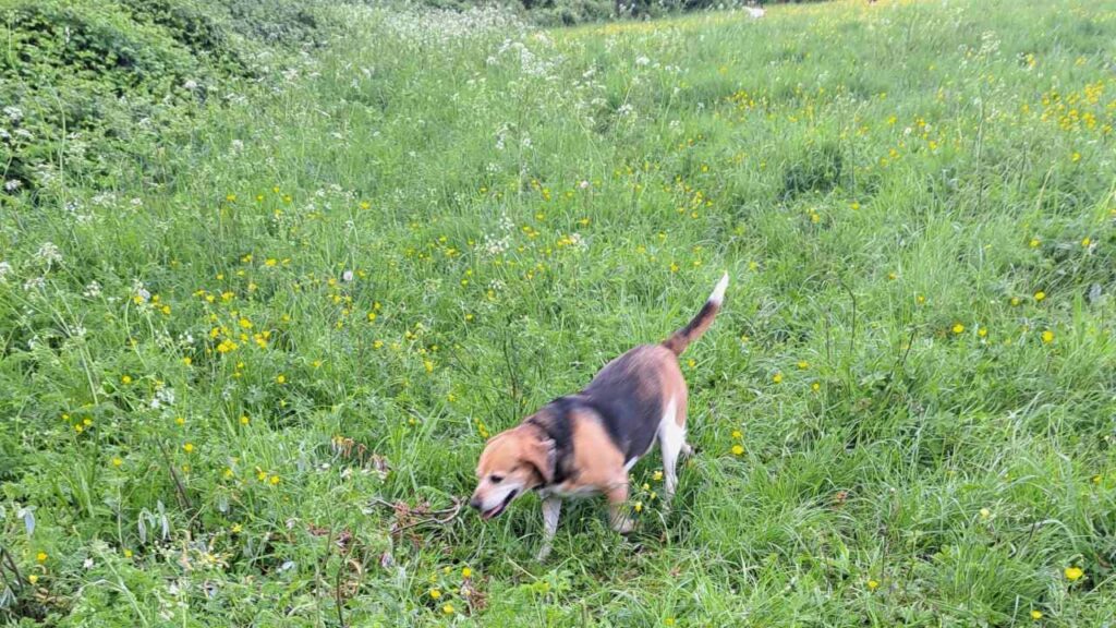 lors de notre promenade de chiens à Orvanne, Ina se dirige vers l'eau de l'étang -1