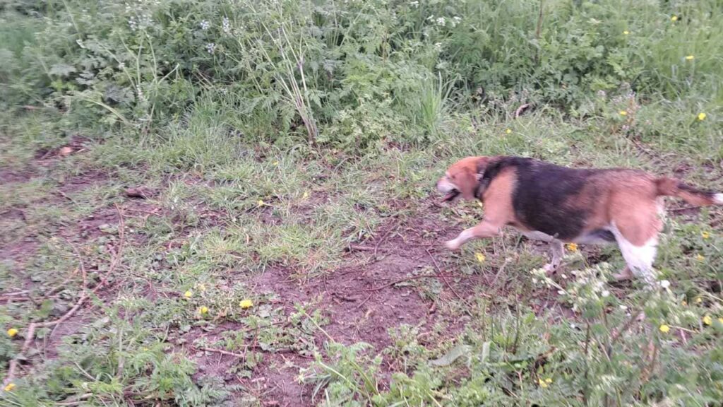 belles rencontres entre potes ,lors de notre promenade de chiens à Orvanne, Ina se dirige vers l'eau de l'étang -2