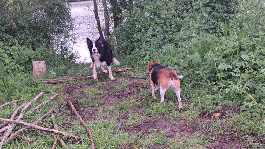 belles rencontres entre potes ,lors de notre promenade de chiens à Orvanne, Ina se dirige vers l'eau de l'étang -3