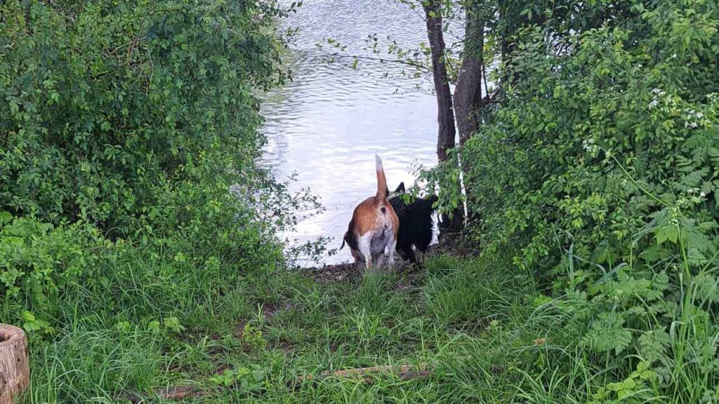 lors de notre promenade de chiens à Orvanne, Ina se dirige vers l'eau de l'étang -4