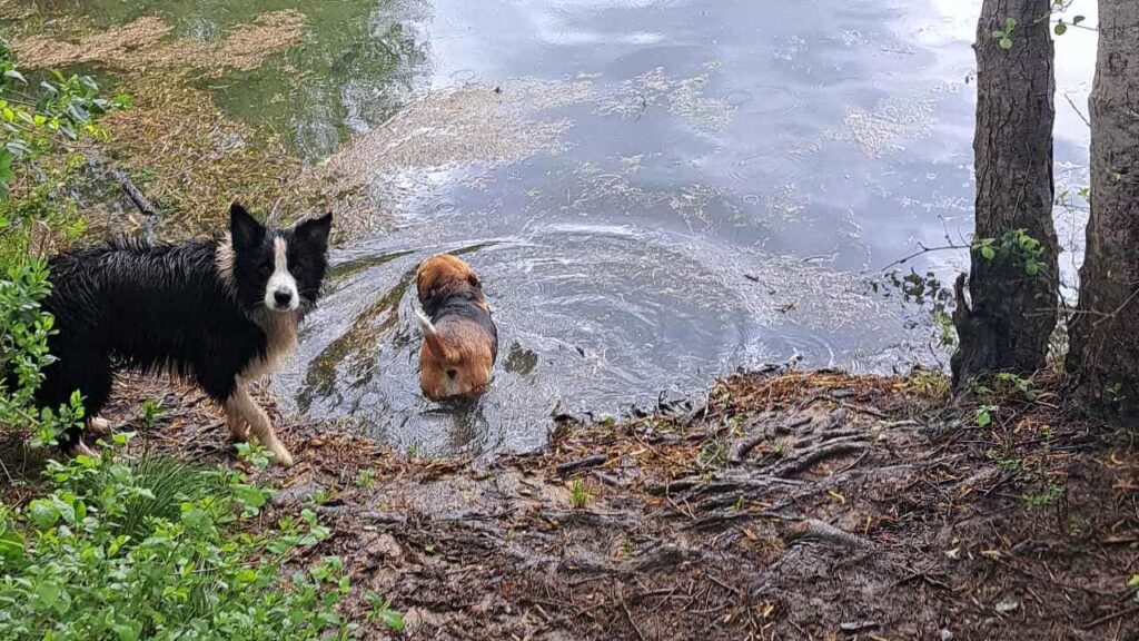 belles rencontres entre potes ,lors de notre promenade de chiens à Orvanne, Ina se dirige vers l'eau de l'étang -5