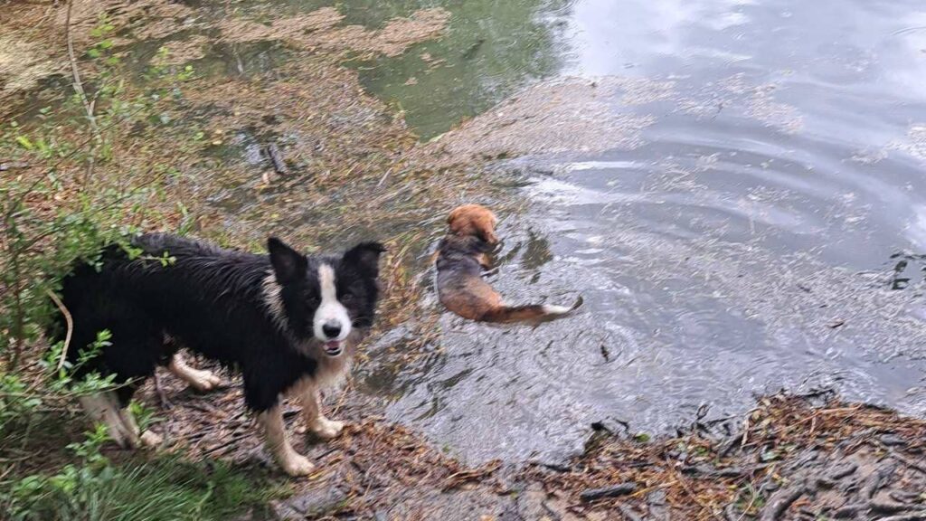 belles rencontres entre potes canins à Moret Loing et Orvanne, Ina se dirige vers l'eau de l'étang -6