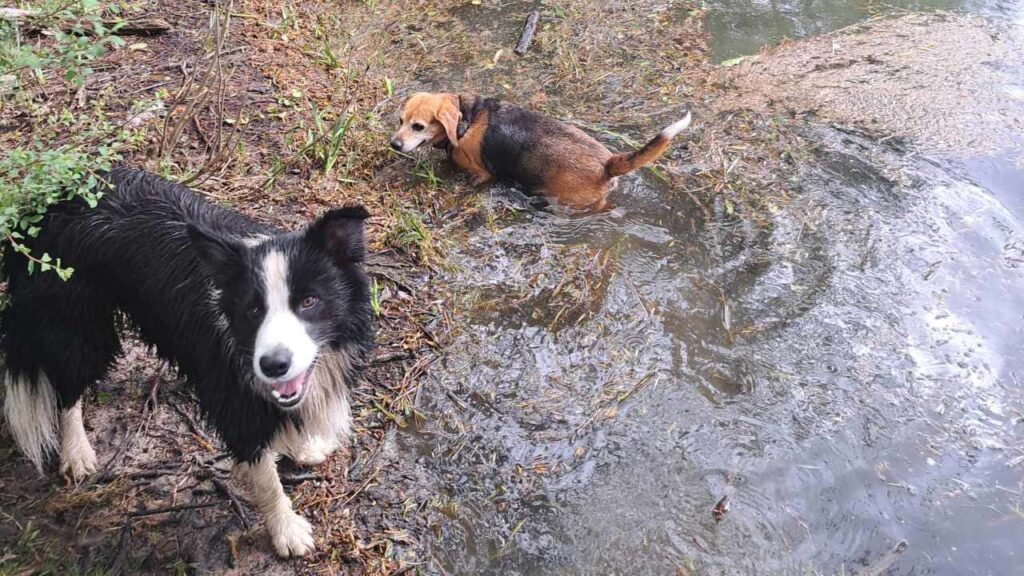 lors de notre promenade de chiens à Orvanne, Ina se dirige vers l'eau de l'étang -7