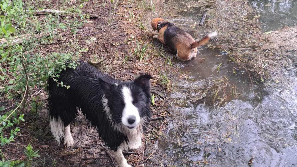 belles rencontres entre potes ,lors de notre promenade de chiens à Orvanne, Ina se dirige vers l'eau de l'étang -8