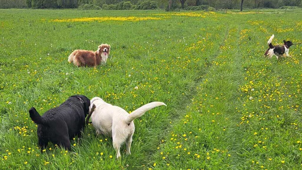 belles rencontres entre potes ,lors de notre promenade de chiens à Orvanne, jeu avec une copine Utah -1