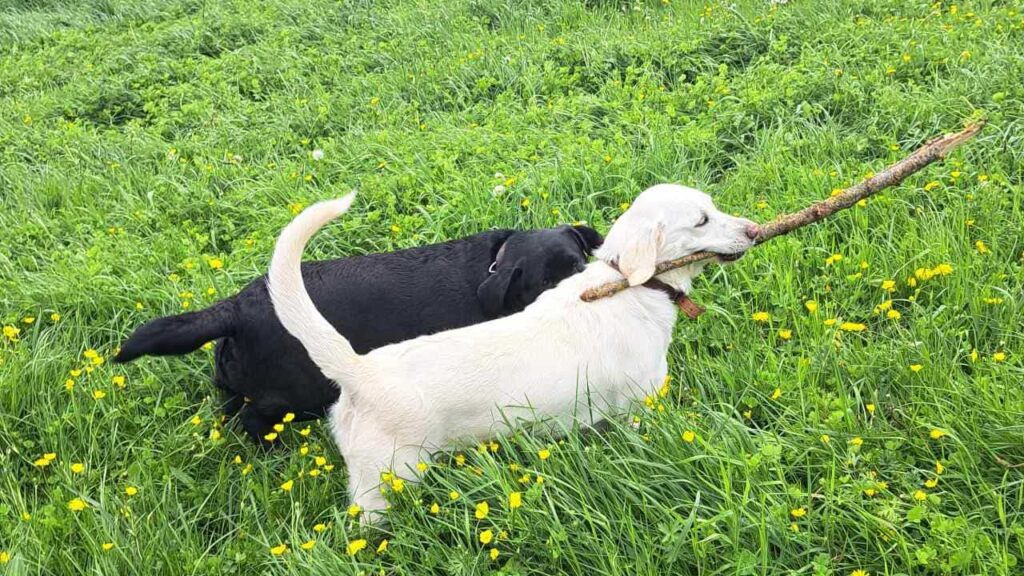 lors de notre promenade de chiens à Orvanne, jeu avec une copine Utah -2