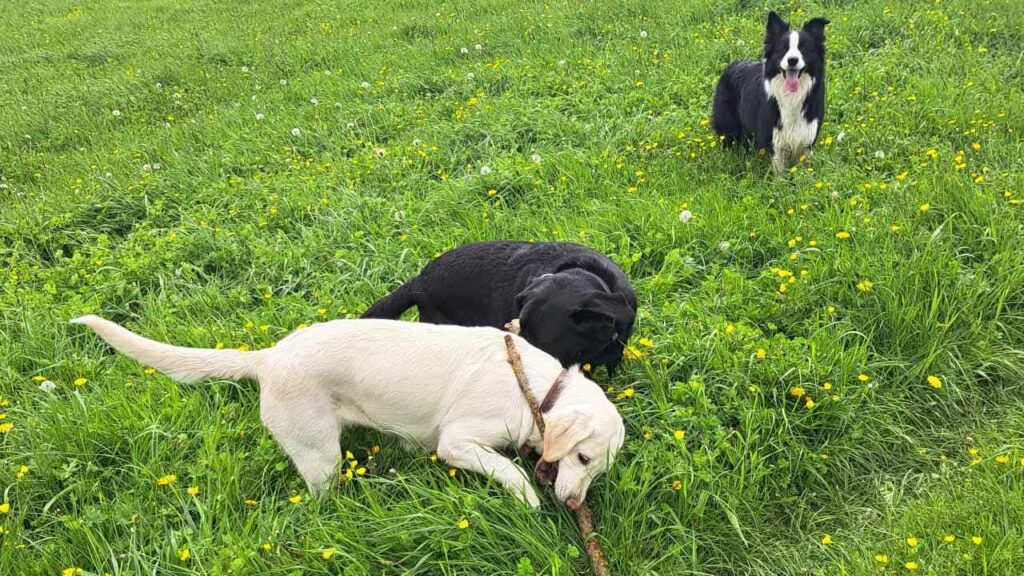 belles rencontres entre potes ,lors de notre promenade de chiens à Orvanne, jeu avec une copine Utah -3