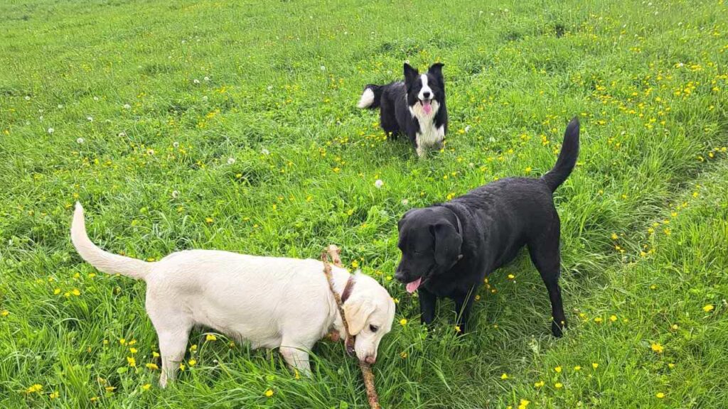 belles rencontres entre potes canins à Moret Loing et Orvanne, jeu avec une copine Utah -4