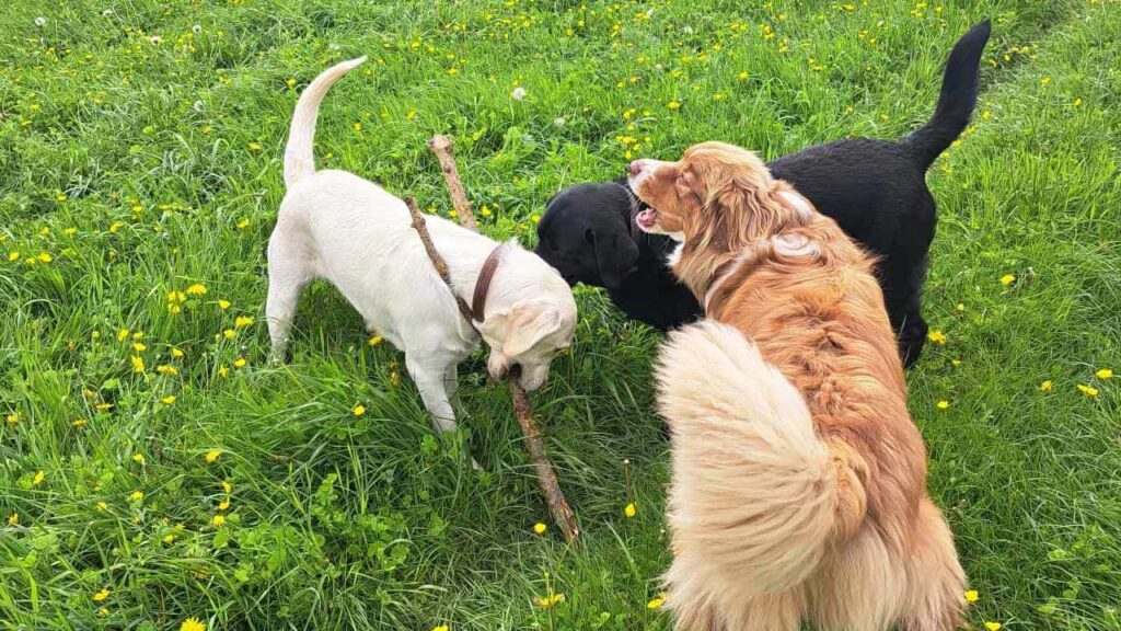 lors de notre promenade de chiens à Orvanne, jeu avec une copine Utah -5