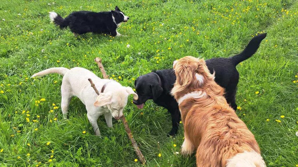 belles rencontres entre potes ,lors de notre promenade de chiens à Orvanne, jeu avec une copine Utah -6