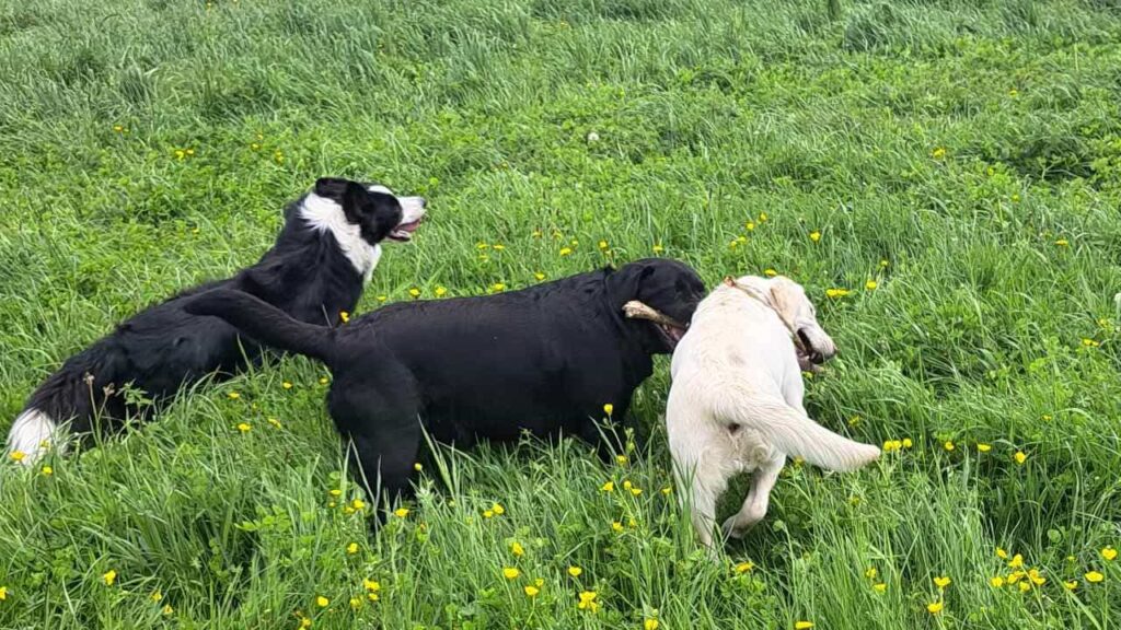 belles rencontres entre potes canins à Moret Loing et Orvanne, jeu avec une copine Utah -7