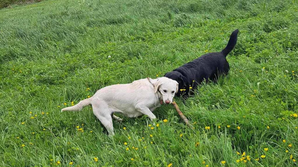 lors de notre promenade de chiens à Orvanne, jeu avec une copine Utah -8