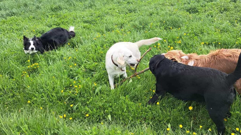 belles rencontres entre potes ,lors de notre promenade de chiens à Orvanne, jeu avec une copine Utah -9