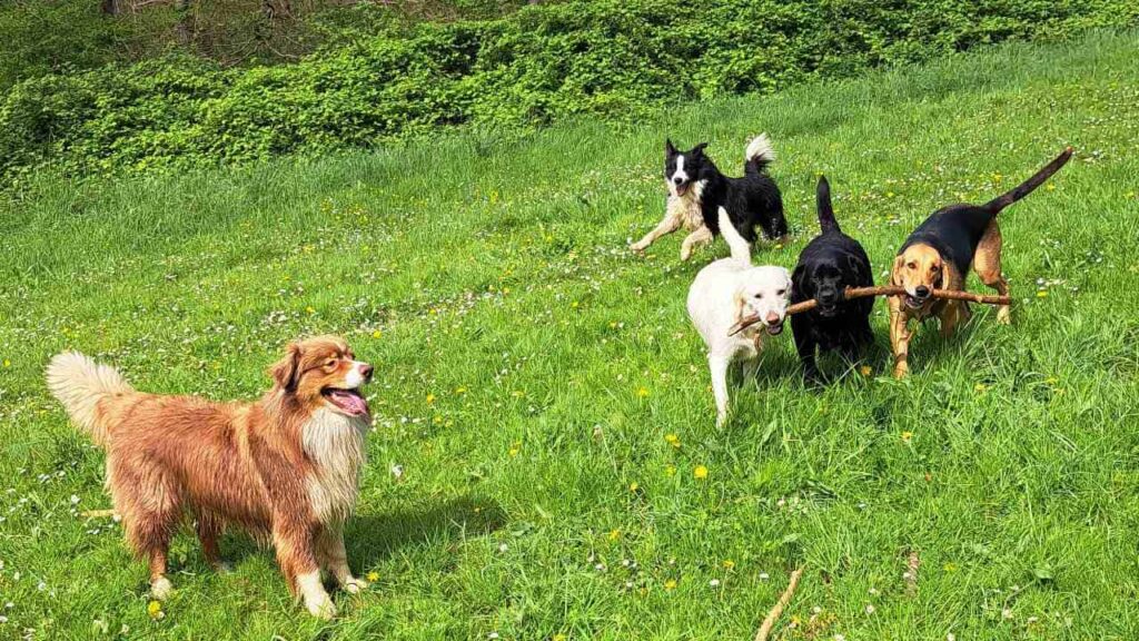 lors de notre promenade de chiens à Orvanne, jeu à plusieurs -1