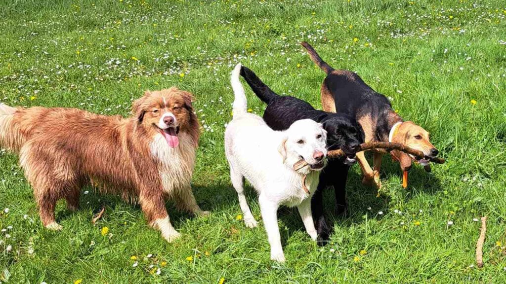 belles rencontres entre potes ,lors de notre promenade de chiens à Orvanne, jeu à plusieurs -2