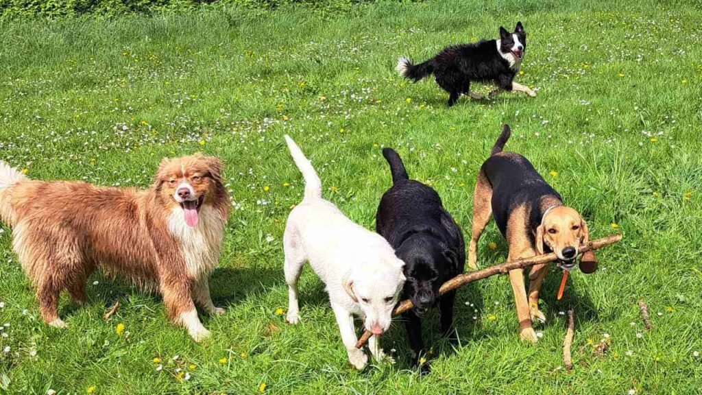 belles rencontres entre potes canins à Moret Loing et Orvanne, jeu à plusieurs -3