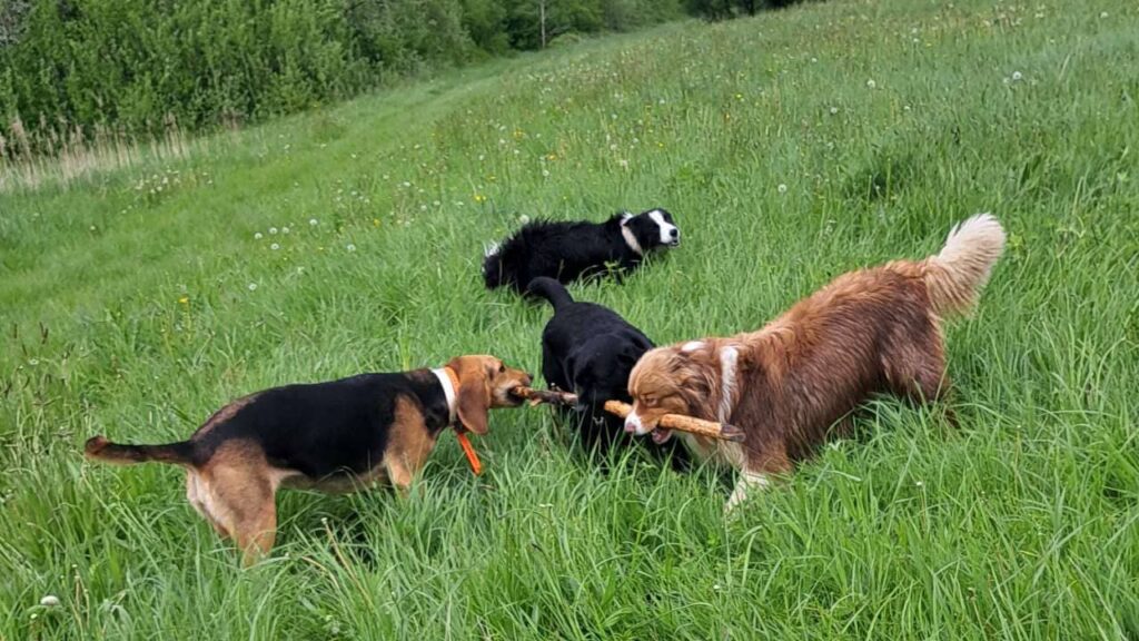 lors de notre promenade de chiens à Orvanne, jeu à plusieurs -4