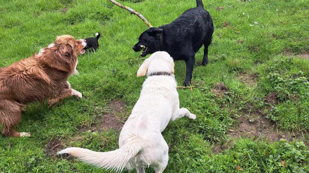 belles rencontres entre potes ,lors de notre promenade de chiens à Orvanne, lutte pour le bâton - 1