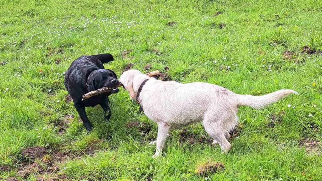 lors de notre promenade de chiens à Orvanne, lutte pour le bâton - 2