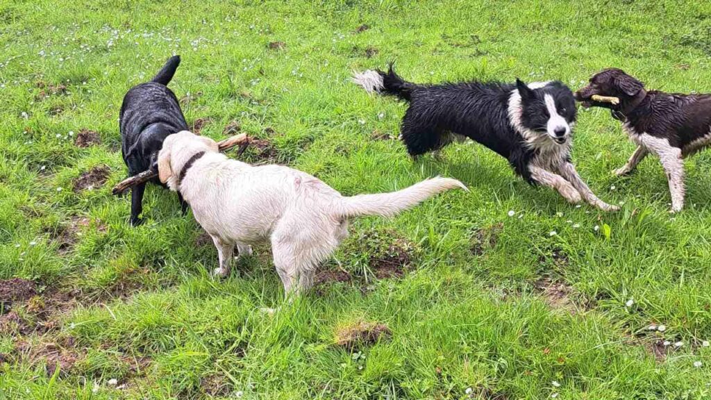 belles rencontres entre potes ,lors de notre promenade de chiens à Orvanne, lutte pour le bâton - 3