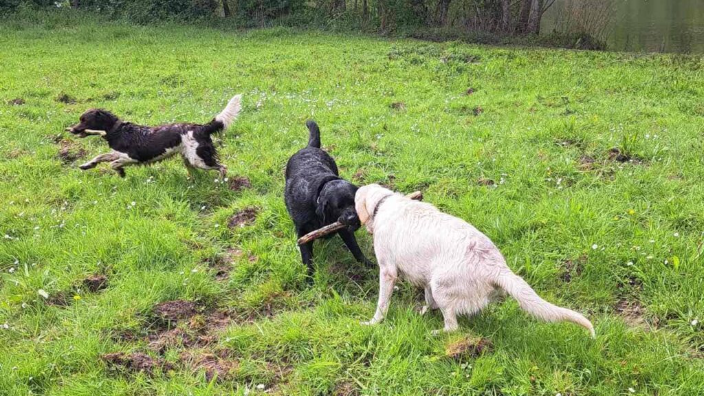 lors de notre promenade de chiens à Orvanne, lutte pour le bâton - 4